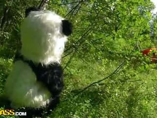 Litt rød ridning panser knulling med panda i den tre video